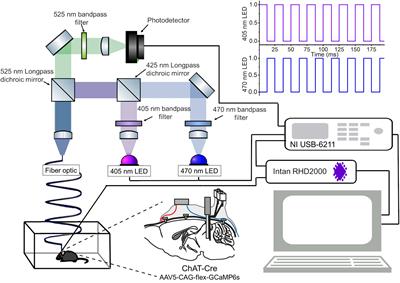 Simultaneous Electrophysiology and Fiber Photometry in Freely Behaving Mice